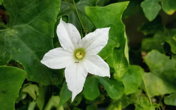 Una Fotografía Una Flor Blanca Con Hojas Verdes Fondo Flor — Foto de Stock