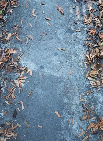Uma Fotografia Gato Andando Uma Calçada Com Folhas Chão — Fotografia de Stock