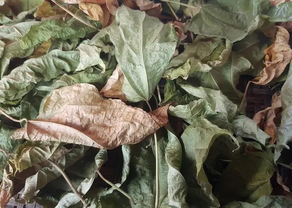 a photography of a pile of leaves with a brown leaf on top, plastic bag with dried leaves on it sitting on a table.