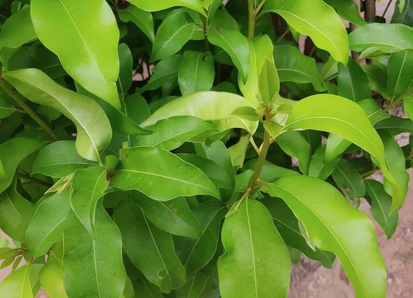 식물의 정원에 잎이있는 나무에 — 스톡 사진