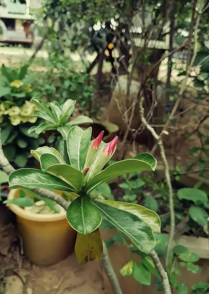 Una Fotografía Una Flor Una Maceta Una Acera Macetas Con —  Fotos de Stock