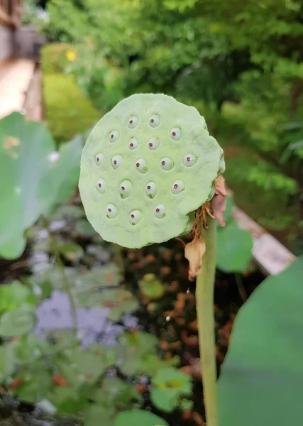 Eine Fotografie Einer Lotusblume Mit Vielen Löchern Darin Baum Frosch — Stockfoto