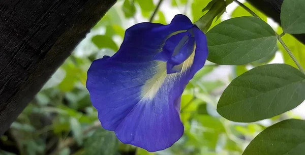 a photography of a blue flower hanging from a tree branch, padlocked blue flower with white center hanging from a tree.