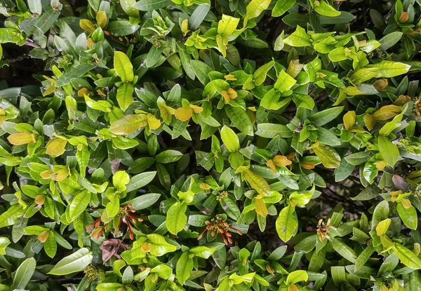 Фотография Куста Зелеными Листьями Коричневыми Пятнами Цветочные Горшки Листья Кустарника — стоковое фото