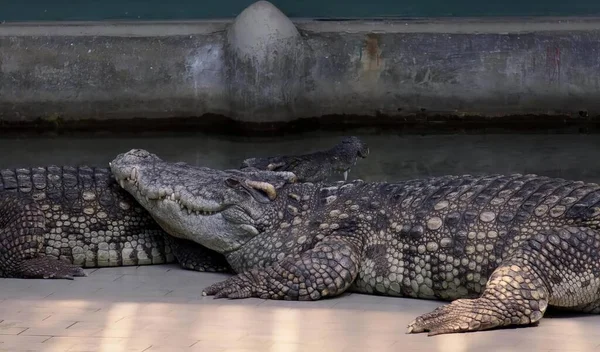 Eine Fotografie Von Zwei Alligatoren Die Nebeneinander Auf Dem Boden — Stockfoto