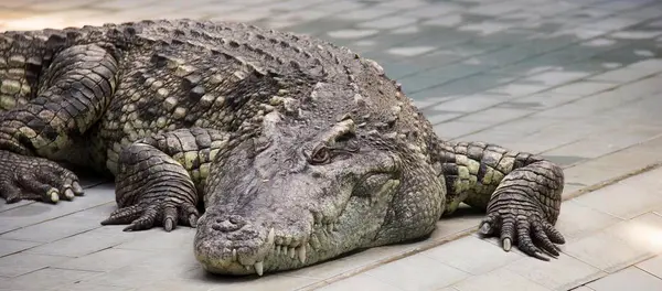 Ett Fotografi Stor Alligator Som Ligger Ett Klinkergolv Krokodilus Niloticus — Stockfoto