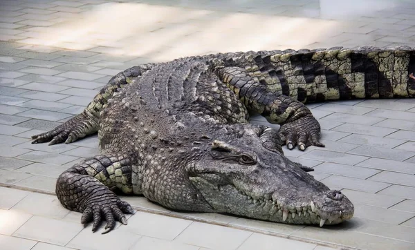 Uma Fotografia Grande Jacaré Que Coloca Uma Passarela Tijolo Crocodylus — Fotografia de Stock