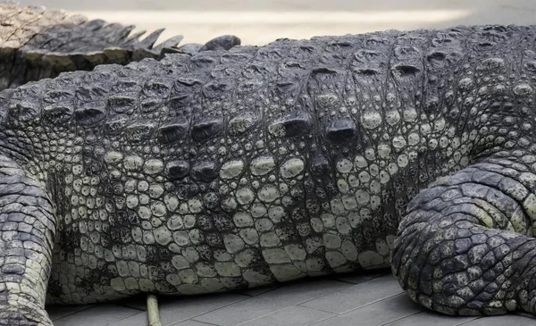Ett Fotografi Stor Alligator Som Ligger Ett Trägolv Krokodil Niloticus — Stockfoto