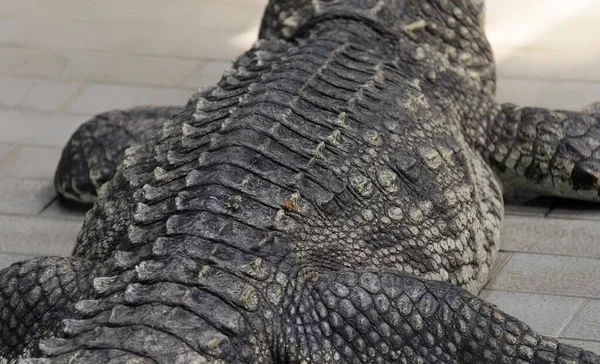 Eine Fotografie Eines Großen Alligators Der Auf Einem Fliesenboden Liegt — Stockfoto