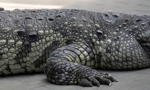 Uma Fotografia Grande Jacaré Deitado Chão Crocodylus Niloticus Grande Crocodilo — Fotografia de Stock
