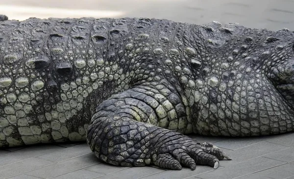 Uma Fotografia Grande Jacaré Deitado Chão Crocodylus Niloticus Grande Crocodilo — Fotografia de Stock