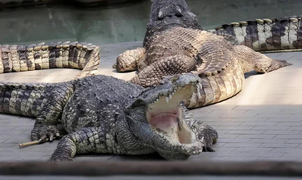 Fotografia Dwóch Aligatorów Leżących Ziemi Otwartymi Ustami — Zdjęcie stockowe