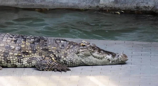 鳄鱼躺在游泳池旁边的地上的照片 鳄鱼在水池旁边的地上休息的照片 — 图库照片