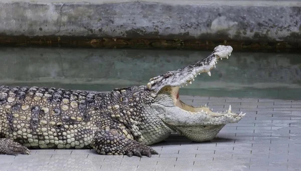 Een Foto Van Een Krokodil Met Zijn Mond Open Zijn — Stockfoto