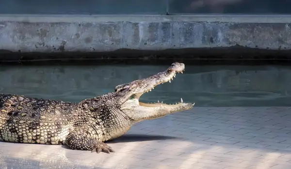 Ett Fotografi Krokodil Som Ligger Marken Bredvid Pool Krokodil Niloticusus — Stockfoto