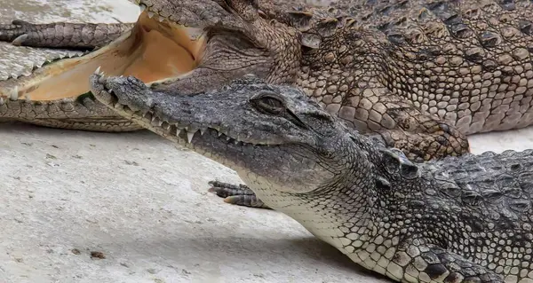 Фотография Крокодила Открытым Ртом Широко Раскрытым Ртом — стоковое фото