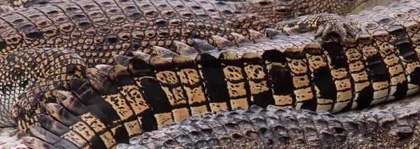 Fotografia Bliska Skóry Krokodyla Kilkoma Małymi Dziurkami — Zdjęcie stockowe