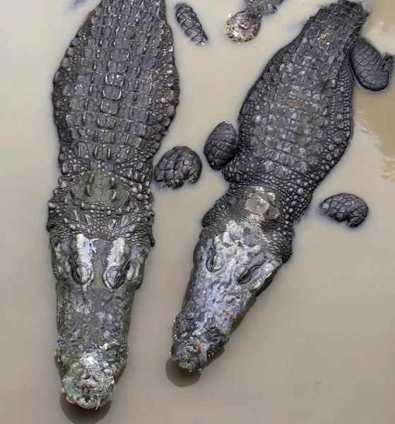 Eine Fotografie Von Zwei Alligatoren Einem Schlammigen Wasserbecken Krokodylus Niloticusalligatoren — Stockfoto