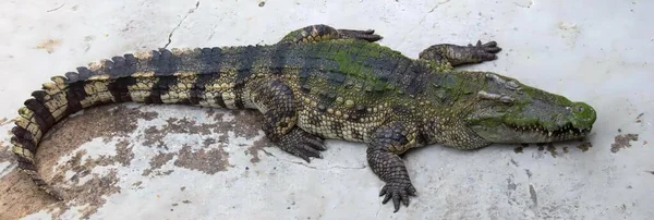Eine Fotografie Eines Großen Alligators Der Auf Einer Zementoberfläche Liegt — Stockfoto