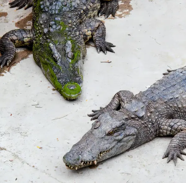 Eine Fotografie Von Zwei Alligatoren Die Nebeneinander Auf Dem Boden — Stockfoto
