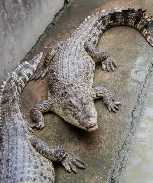 Фотография Двух Аллигаторов Лежащих Скале Возле Воды Крокодиловой Нилотикузы Большого — стоковое фото