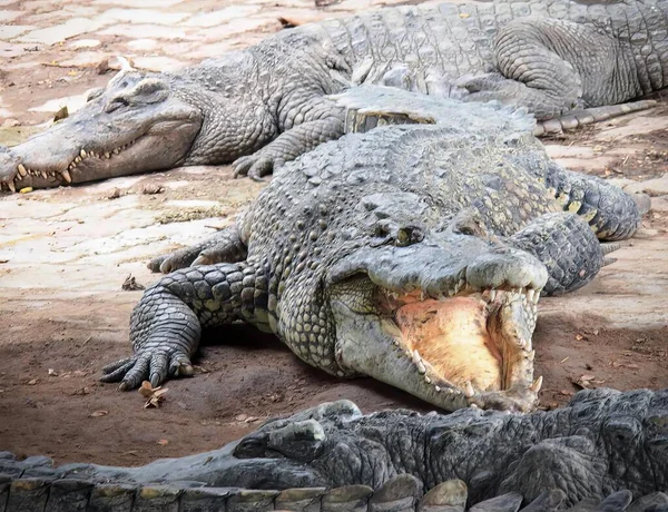 Ett Fotografi Krokodil Med Öppen Mun Och Vidöppen Mun — Stockfoto