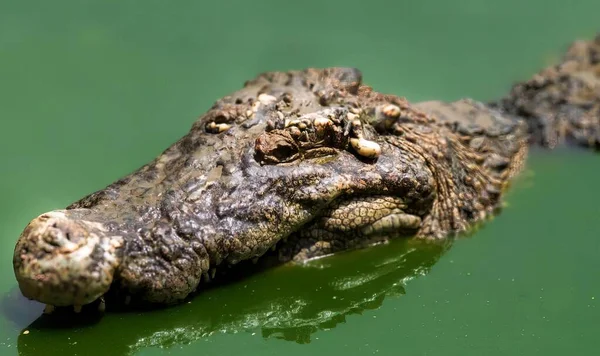 Een Foto Van Een Krokodil Het Water Met Zijn Kop — Stockfoto