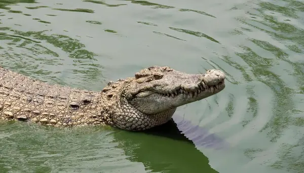 Een Foto Van Een Krokodil Die Zwemt Een Watermassa Crocodylus — Stockfoto