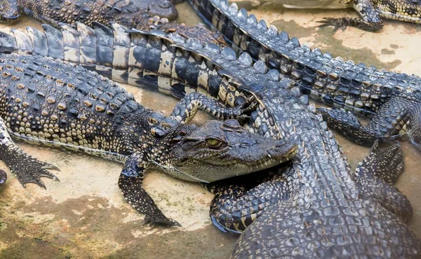 Una Fotografía Grupo Caimanes Tendidos Una Roca Crocodylus Niloticuse Gran — Foto de Stock