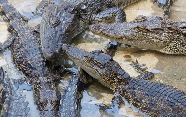 在一个泥泞的地区 一群鳄鱼的照片 鳄鱼在水里休息 — 图库照片