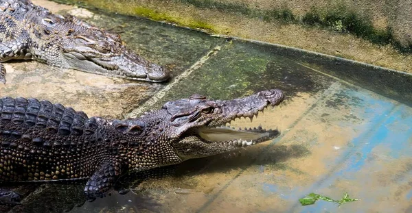 Eine Fotografie Von Zwei Alligatoren Auf Dem Boden Liegend Crocodylus — Stockfoto