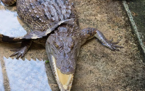 Una Fotografía Cocodrilo Tendido Suelo Con Boca Abierta Crocodylus Niloticuse — Foto de Stock