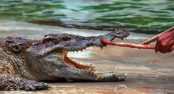 Ett Fotografi Krokodil Som Äter Bit Kött Med Munnen Krokodilus — Stockfoto