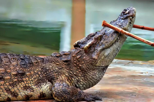 Ett Fotografi Krokodil Med Käpp Munnen Krokodilus Niloticusus Med Käppar — Stockfoto
