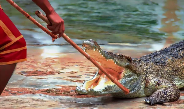 Photography Man Holding Stick Crocodile Crocodylus Niloticusus Large Crocodile Its — Stock Photo, Image