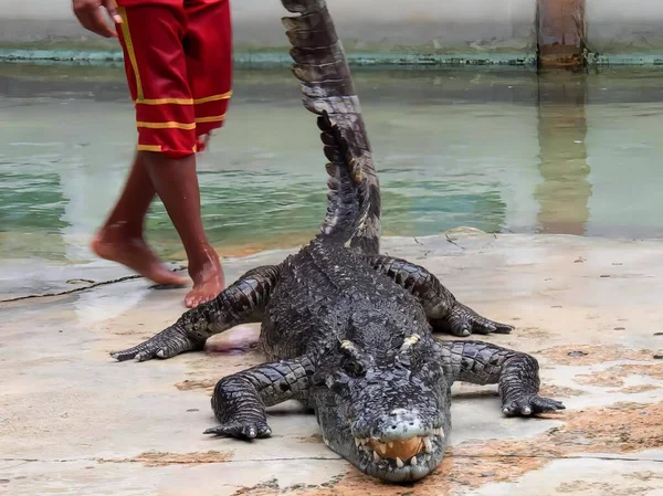 Ett Fotografi Man Som Går Förbi Stor Alligator Pool — Stockfoto