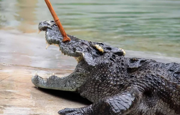 Uma Fotografia Crocodilo Com Boca Aberta Língua Para Fora Crocodylus — Fotografia de Stock