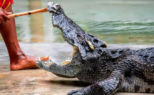 Uma Fotografia Homem Segurando Pau Lado Crocodilo Crocodylus Niloticusus Grande — Fotografia de Stock