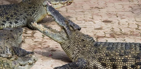 Photography Two Alligators Fighting Piece Meat Crocodylus Niloticuses Largest Crocodiles — Stock Photo, Image