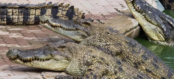 Uma Fotografia Dois Crocodilos Estão Sentados Lado Outro Crocodilos Crocodylus — Fotografia de Stock
