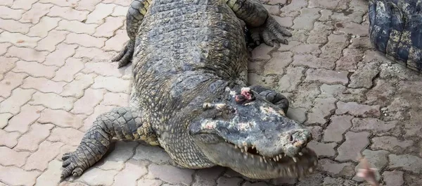 Photographie Crocodile Étendu Sur Sol Bouche Ouverte — Photo