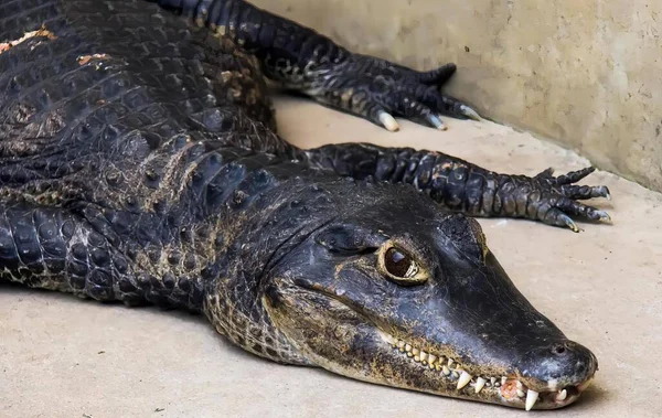 Uma Fotografia Grande Jacaré Deitado Chão Alligator Mississipiensis Maior Das — Fotografia de Stock