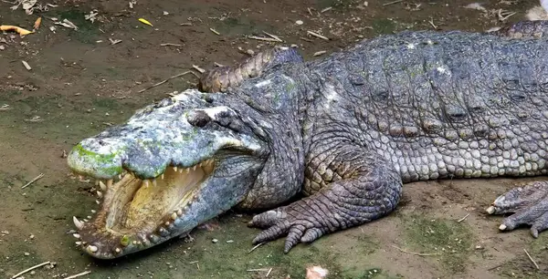 Uma Fotografia Crocodilo Com Boca Aberta Boca Bem Aberta — Fotografia de Stock