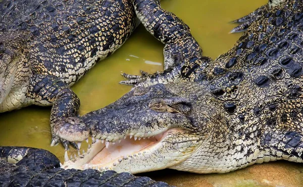 Ett Fotografi Två Alligatorer Som Ligger Lerig Pool Krokodilus Niloticuse — Stockfoto