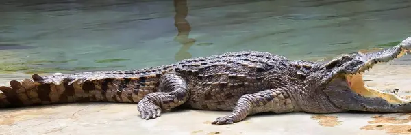 Φωτογραφία Κροκόδειλου Ξαπλωμένου Στο Έδαφος Στόμα Ανοιχτό Crocodylus Niloticuse Ενός — Φωτογραφία Αρχείου