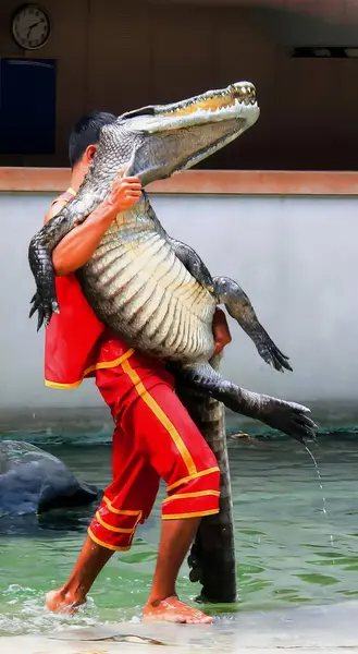 Fotografia Człowieka Trzymającego Dużego Aligatora Basenie Odrzutowiec Aligatora Ramionach Mężczyzny — Zdjęcie stockowe