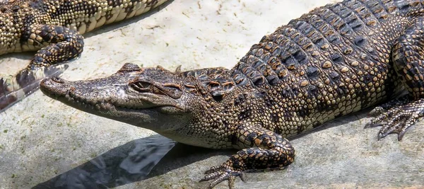 Ett Fotografi Krokodil Som Ligger Klippa Med Öppen Mun Krokodilus — Stockfoto