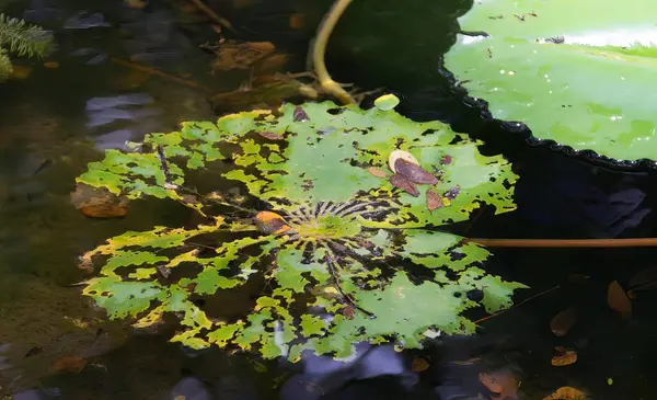 Φωτογραφία Πράσινου Φύλλου Που Επιπλέει Λίμνη Νερό Ascaphus Truica Φυτό — Φωτογραφία Αρχείου