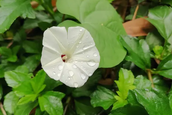 Üzerinde Damlacıkları Olan Beyaz Bir Çiçeğin Yeşil Yapraklı Bir Bahçede — Stok fotoğraf