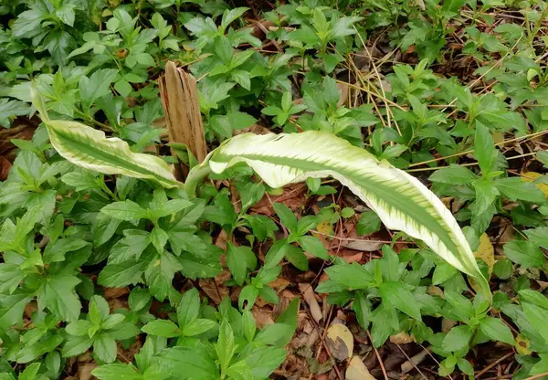 a photography of a plant with a leafy green stem in the middle of a forest, capitulume plant with green leaves in a forest.